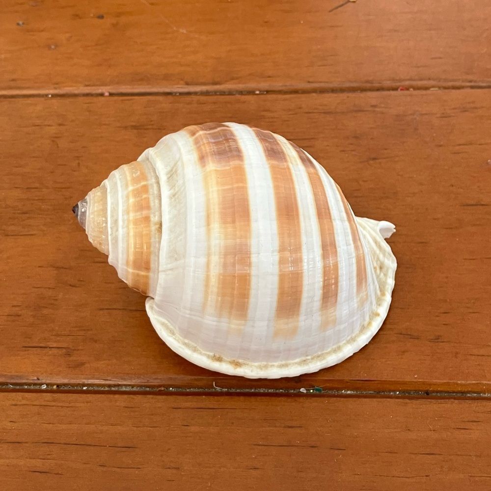 Tonna Sulcosa Shell